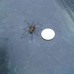 Brown spider on a gray surface next to a white disk.