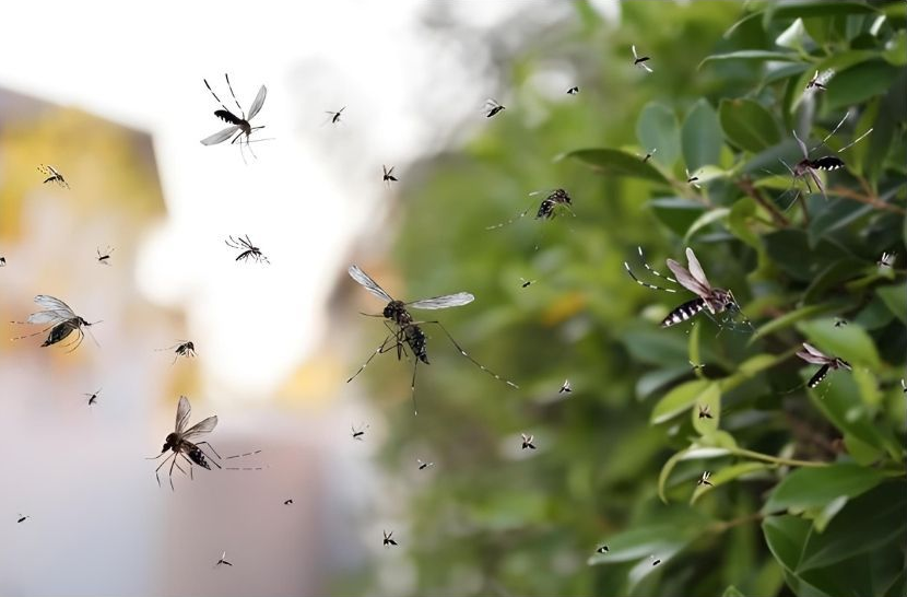 A swarm of mosquitoes flying near green foliage, with a blurred background.