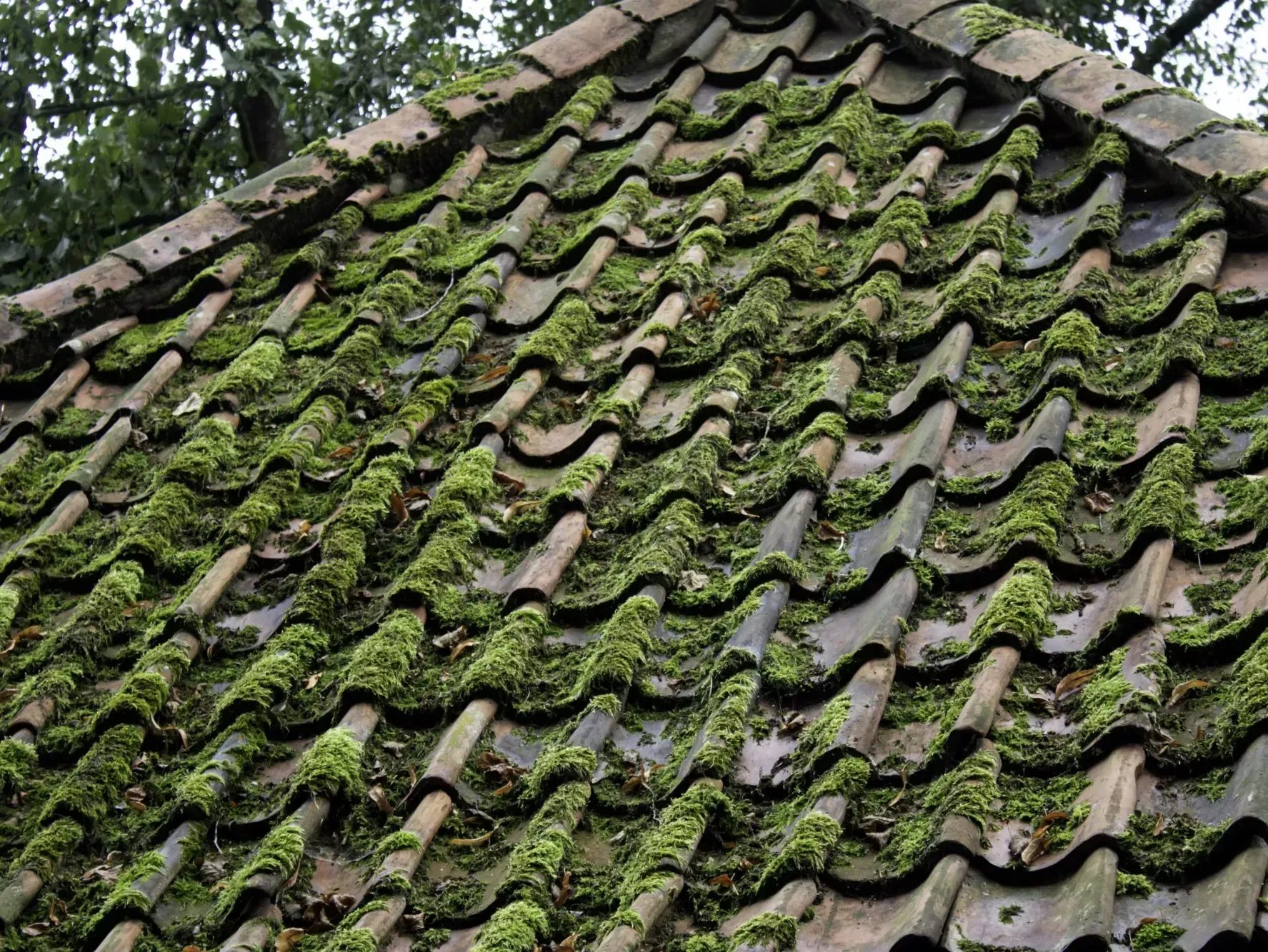 Moss-covered terracotta tile roof on a building, close-up with a green and brown color palette.