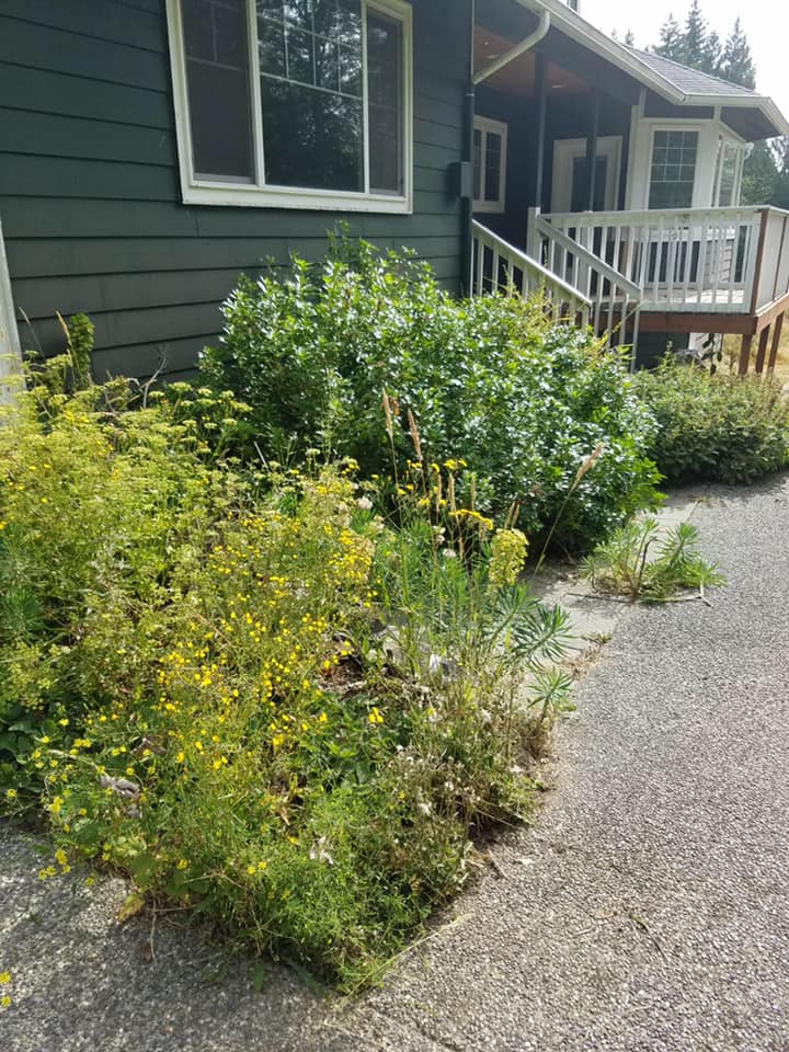 Bush Overgrowth Before — Monroe, WA — Noriega Landscaping