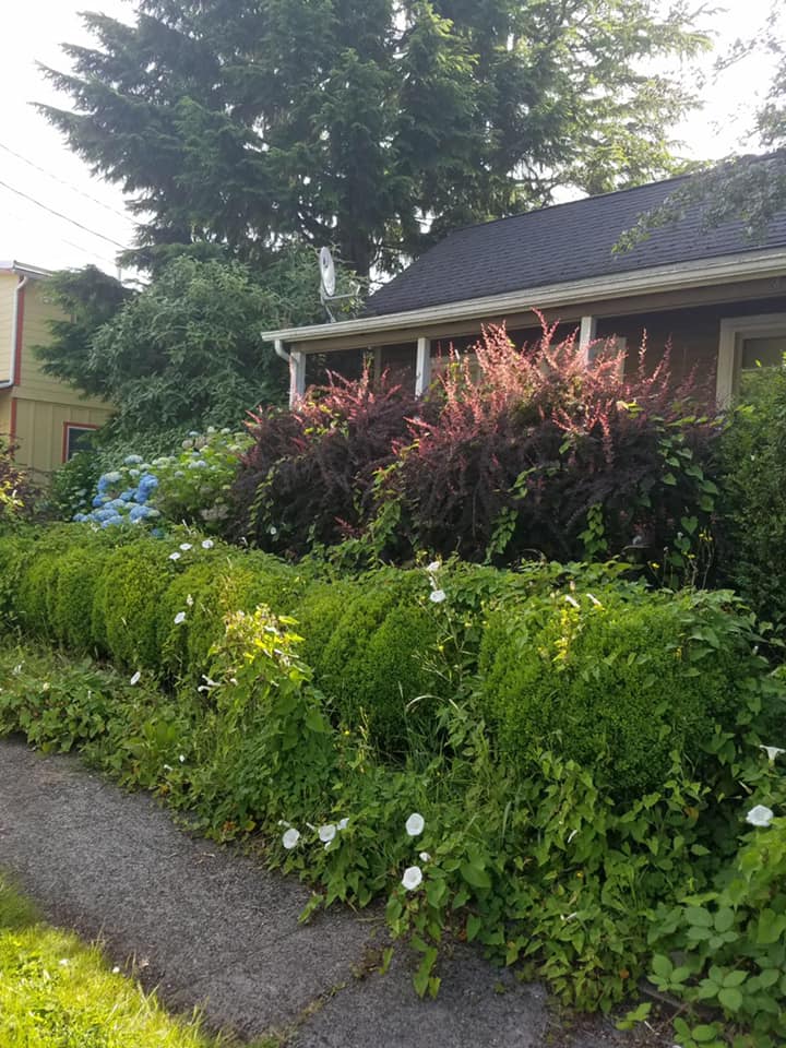 Extreme Cleanup And Deweeding Before — Monroe, WA — Noriega Landscaping