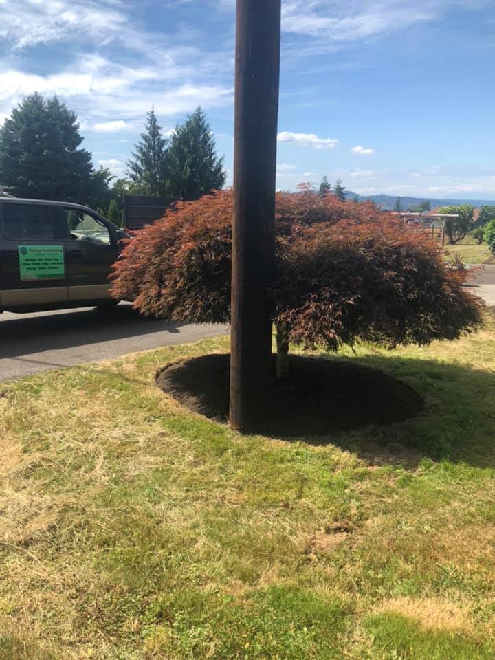 Mulch Around Tree After — Monroe, WA — Noriega Landscaping
