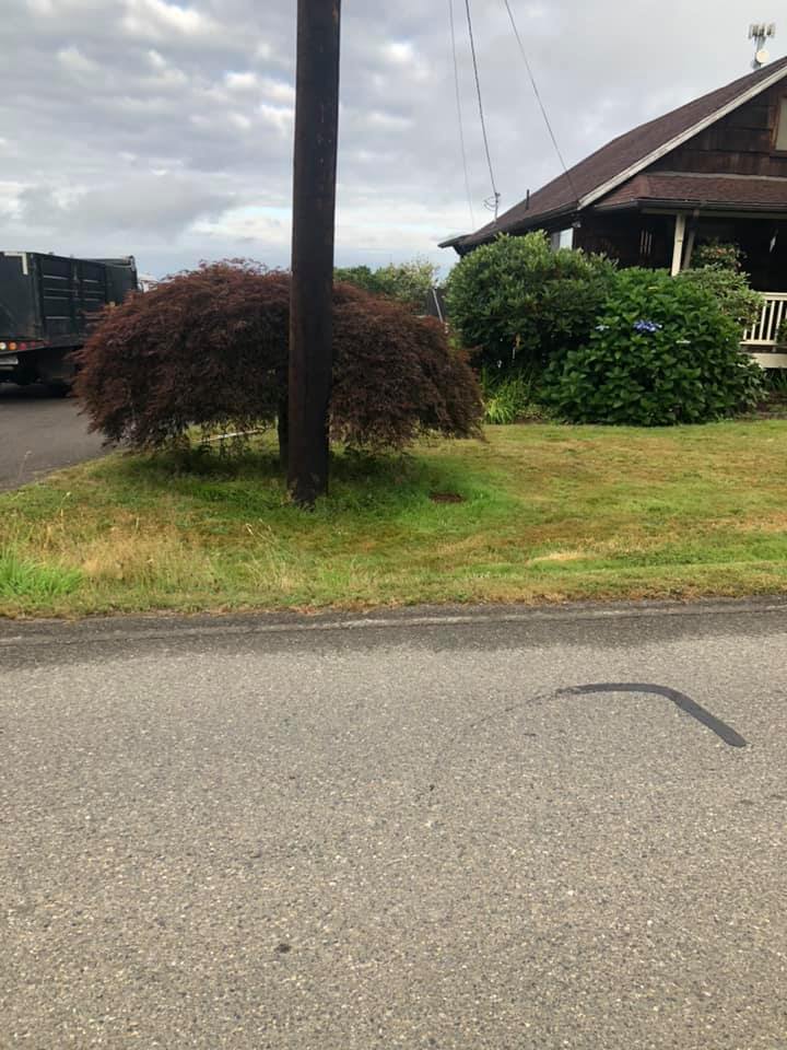 Mulch Around Tree Before — Monroe, WA — Noriega Landscaping