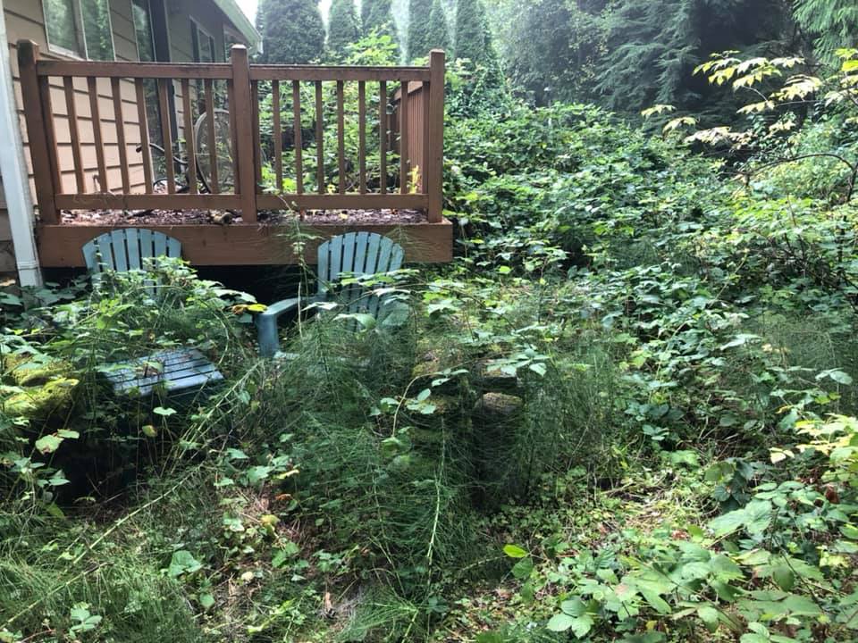 Overgrown Plant Cleanup Before — Monroe, WA — Noriega Landscaping