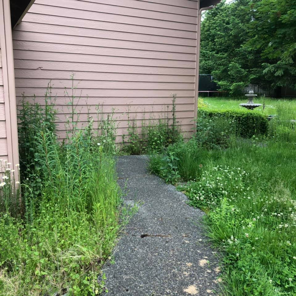 Overgrown Weeds Before — Monroe, WA — Noriega Landscaping