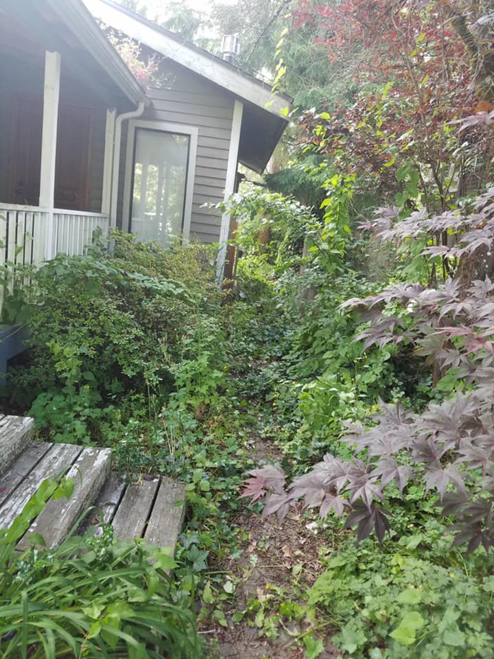 Overgrowth Cleanup Before — Monroe, WA — Noriega Landscaping
