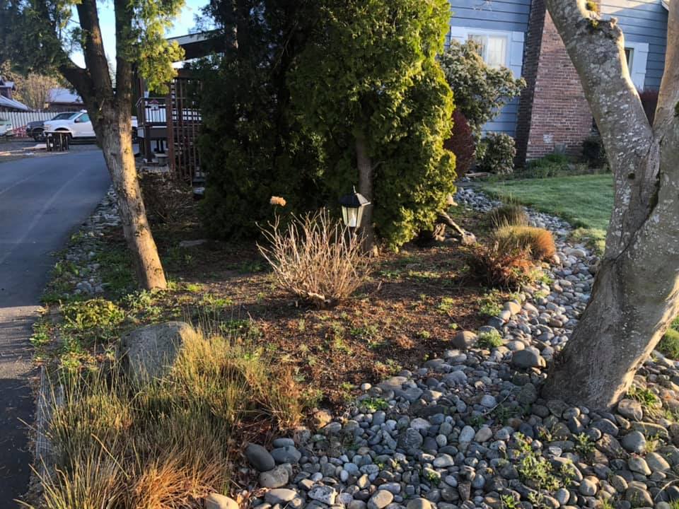 Riverrock Weed Cleanup Before — Monroe, WA — Noriega Landscaping