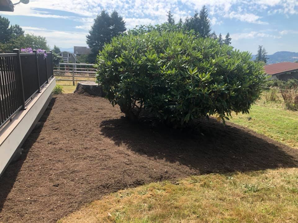 Shrubbery After — Monroe, WA — Noriega Landscaping