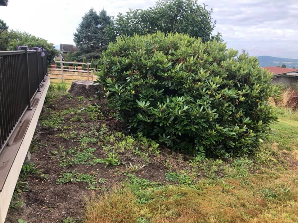 Shrubbery Before — Monroe, WA — Noriega Landscaping