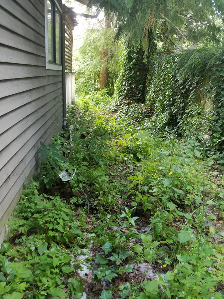 Weed Cleanup Before — Monroe, WA — Noriega Landscaping