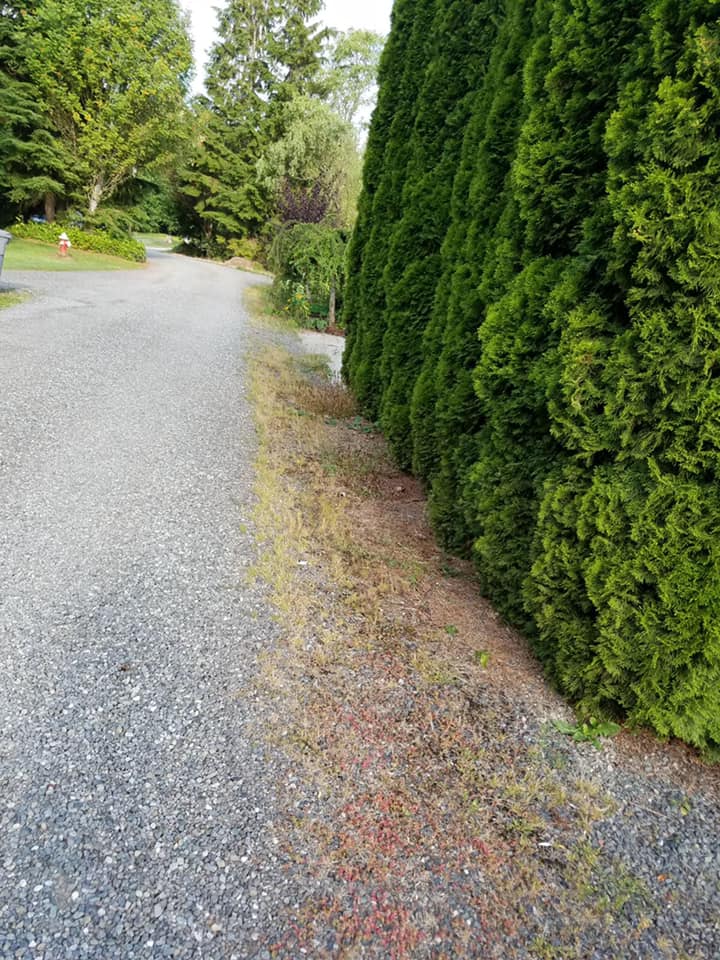 Weed Removal Before — Monroe, WA — Noriega Landscaping