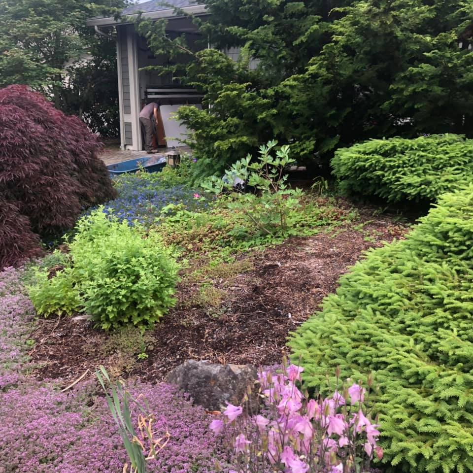 Yard Brush Cleanup Before — Monroe, WA — Noriega Landscaping