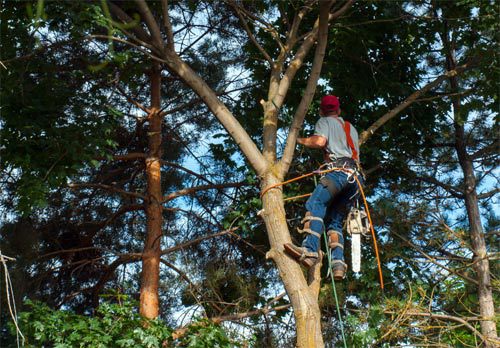 Plant care and tree topping services in Eatonton, GA