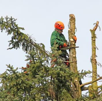 Specialist providing safe tree removal services in Eatonton, GA
