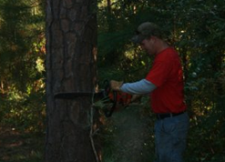 Tree removal services in Eatonton, GA 