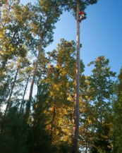 Tree preservation and landscaping services in Eatonton, GA