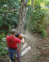 Tree removal service in Eatonton, GA