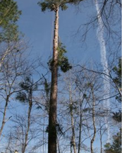 Tree preservation and landscaping services in Eatonton, GA