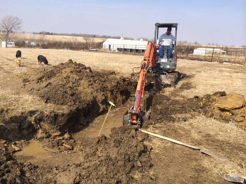 An excavator digging a trench in a field; person operating it. Two animals graze nearby.