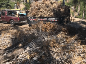 Truck towing a trailer filled with brown wood chips, dumping them onto a pile in a sunny outdoor setting.