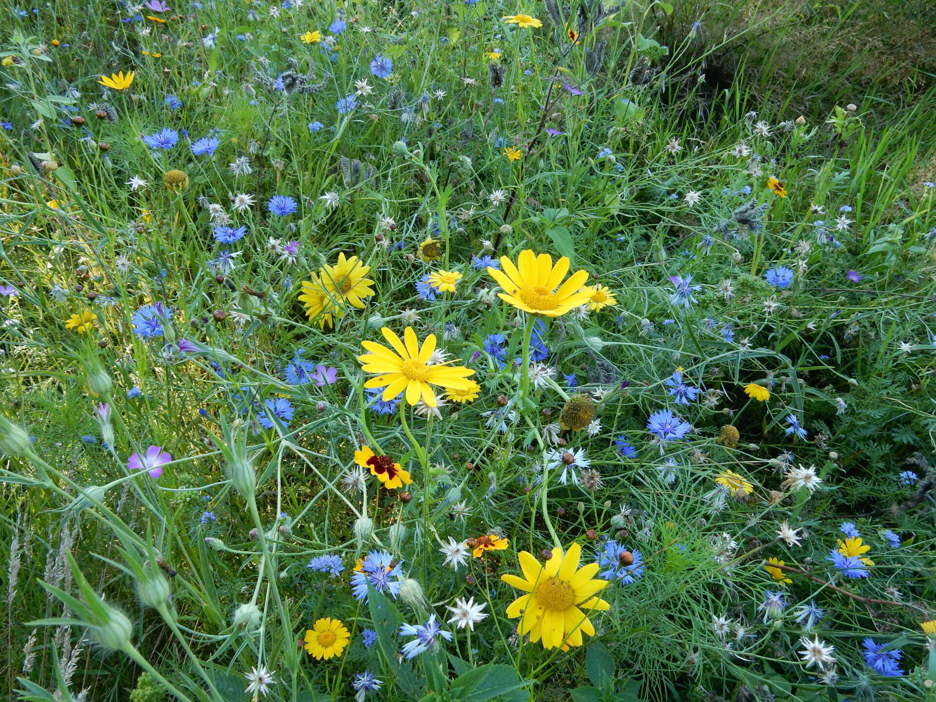 akkerranden bloemenpracht natuur www.henstashop.nl