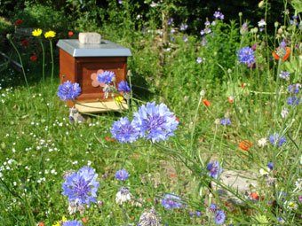 Bijenkast ij eigen tuin wie wil dat nauw  zonder onderhoud  om te zien .
