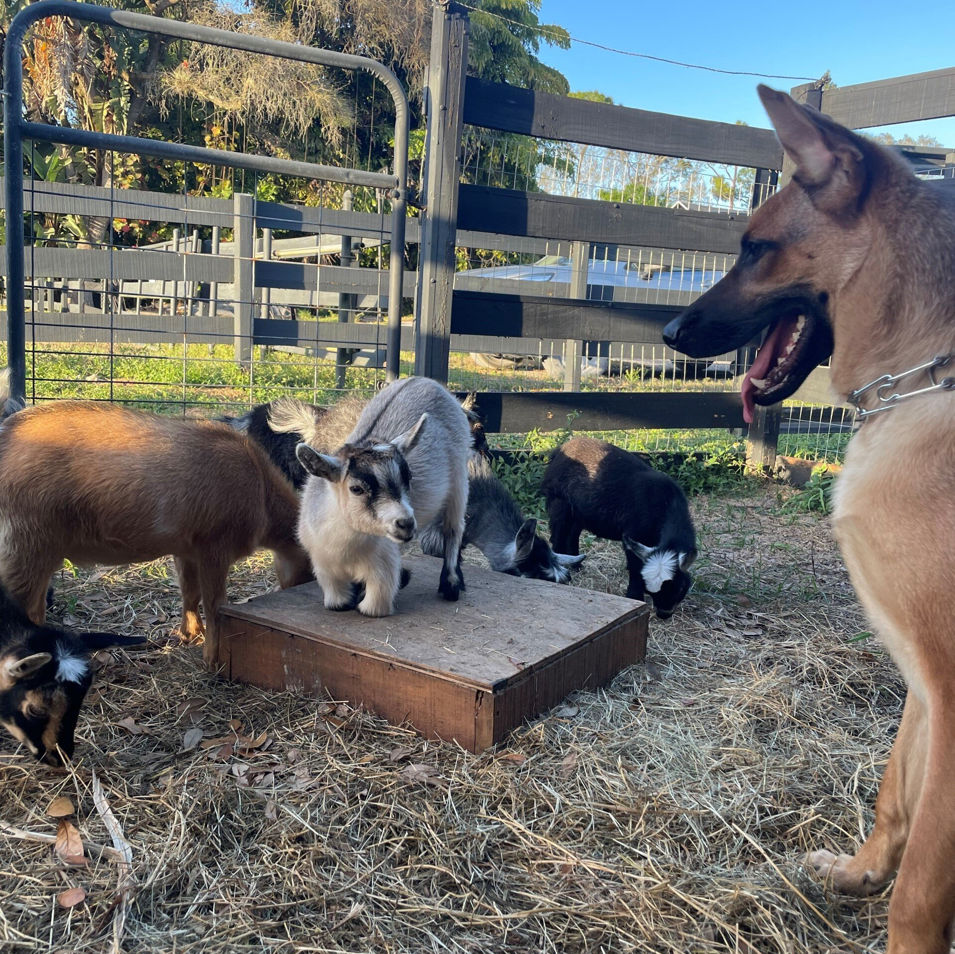 Small Goats Shape - Loxahatchee, Florida - 24 Karat Ranch