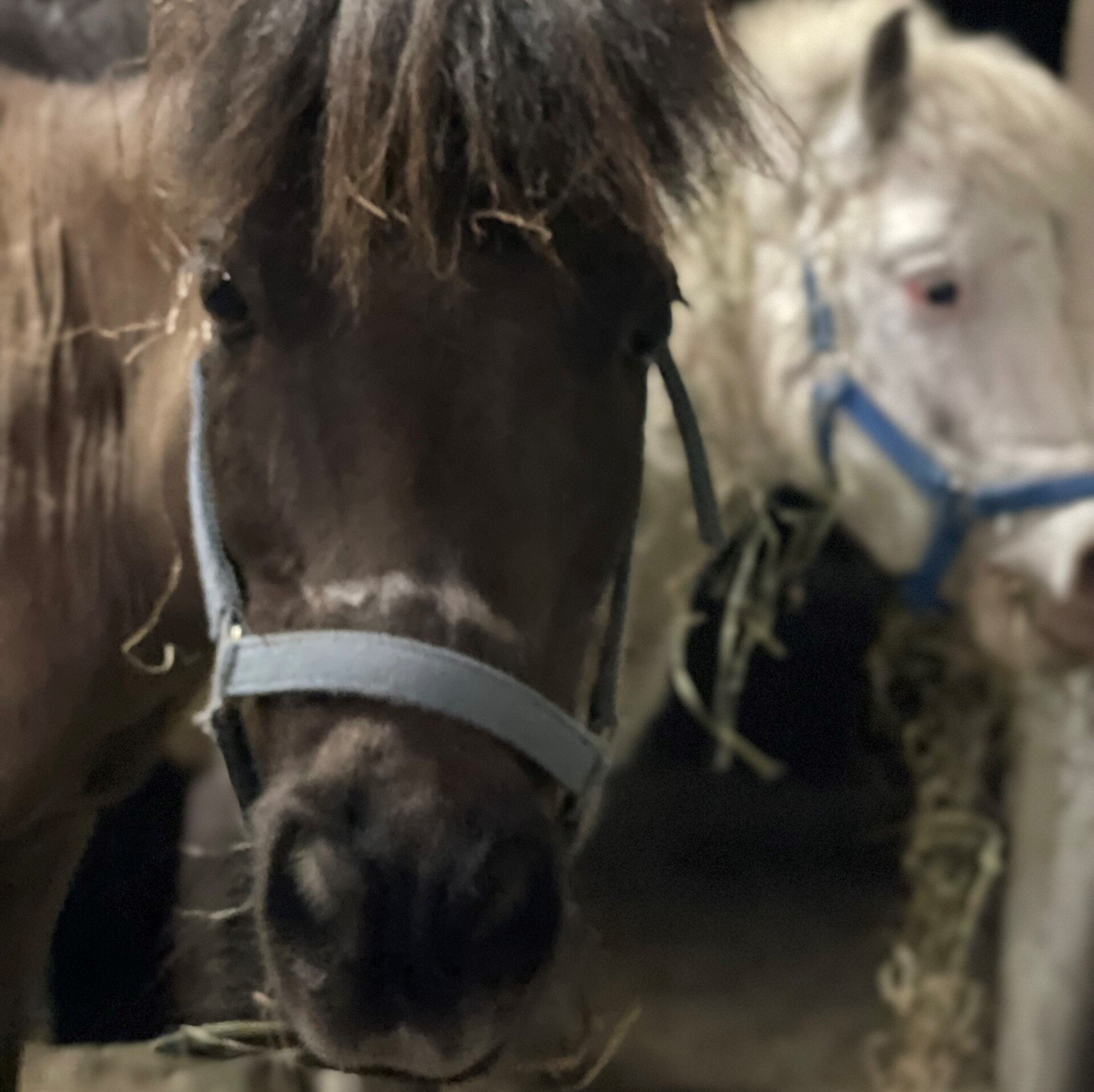 Show Ponies, Horses, Farm Experiences - Loxahatchee, Florida - 24 Karat Ranch