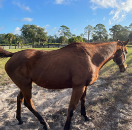 Horse Breeding, Boarding & Training - Loxahatchee, Florida - 24 Karat Ranch