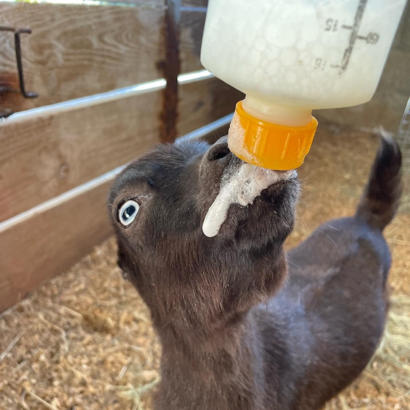 Baby Goats, Miniature Breed, Goat Yoga - Loxahatchee, Florida - 24 Karat Ranch