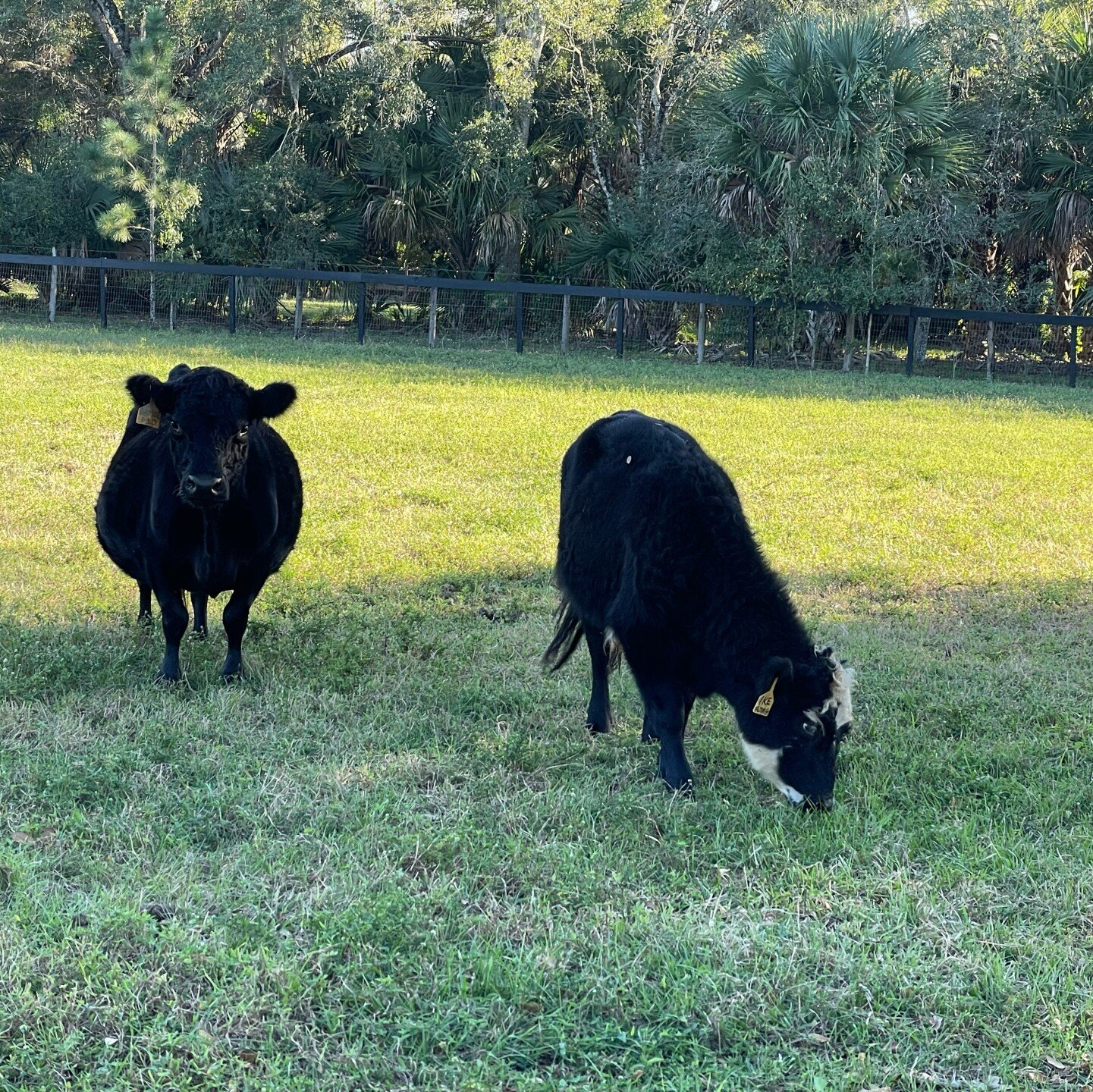 Cow Shape - Loxahatchee, Florida - 24 Karat Ranch