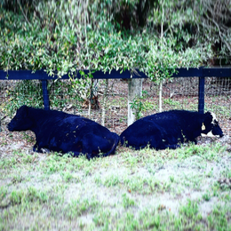 Cows, Cattles, Farm Tours  - Loxahatchee, Florida - 24 Karat Ranch