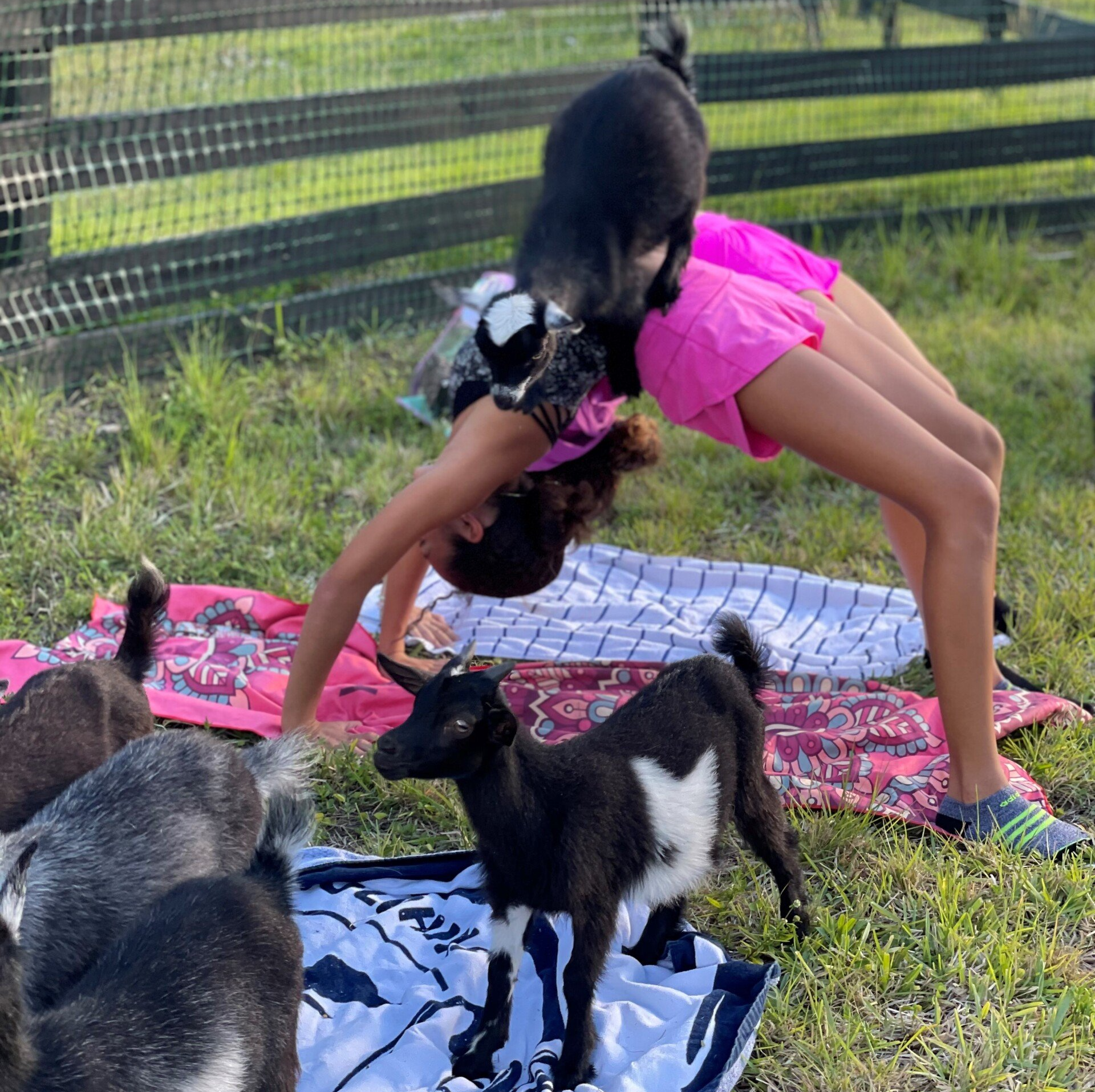 Top Rated Goat Yoga, Family Fun Farm experience in Palm Beach - Loxahatchee Groves, Florida - 24 Karat Ranch