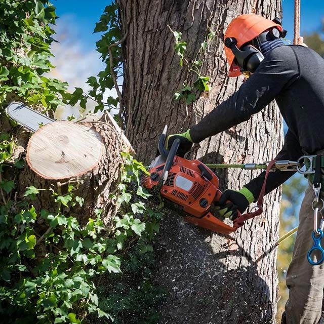 A man is cutting down a tree with a chainsaw