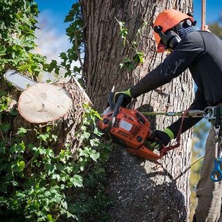 A man is cutting down a tree with a chainsaw
