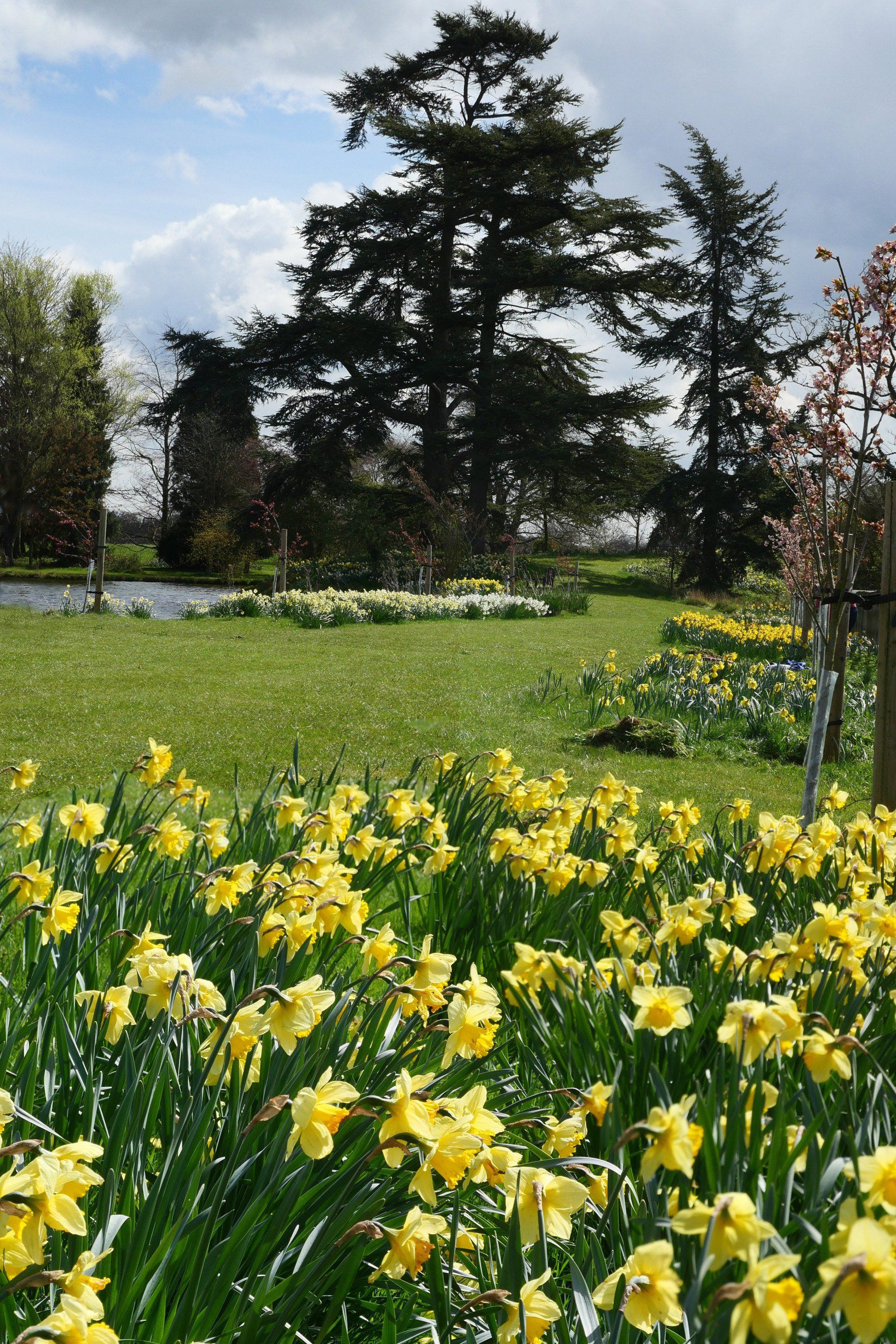Daffodils in bloom in the gardens