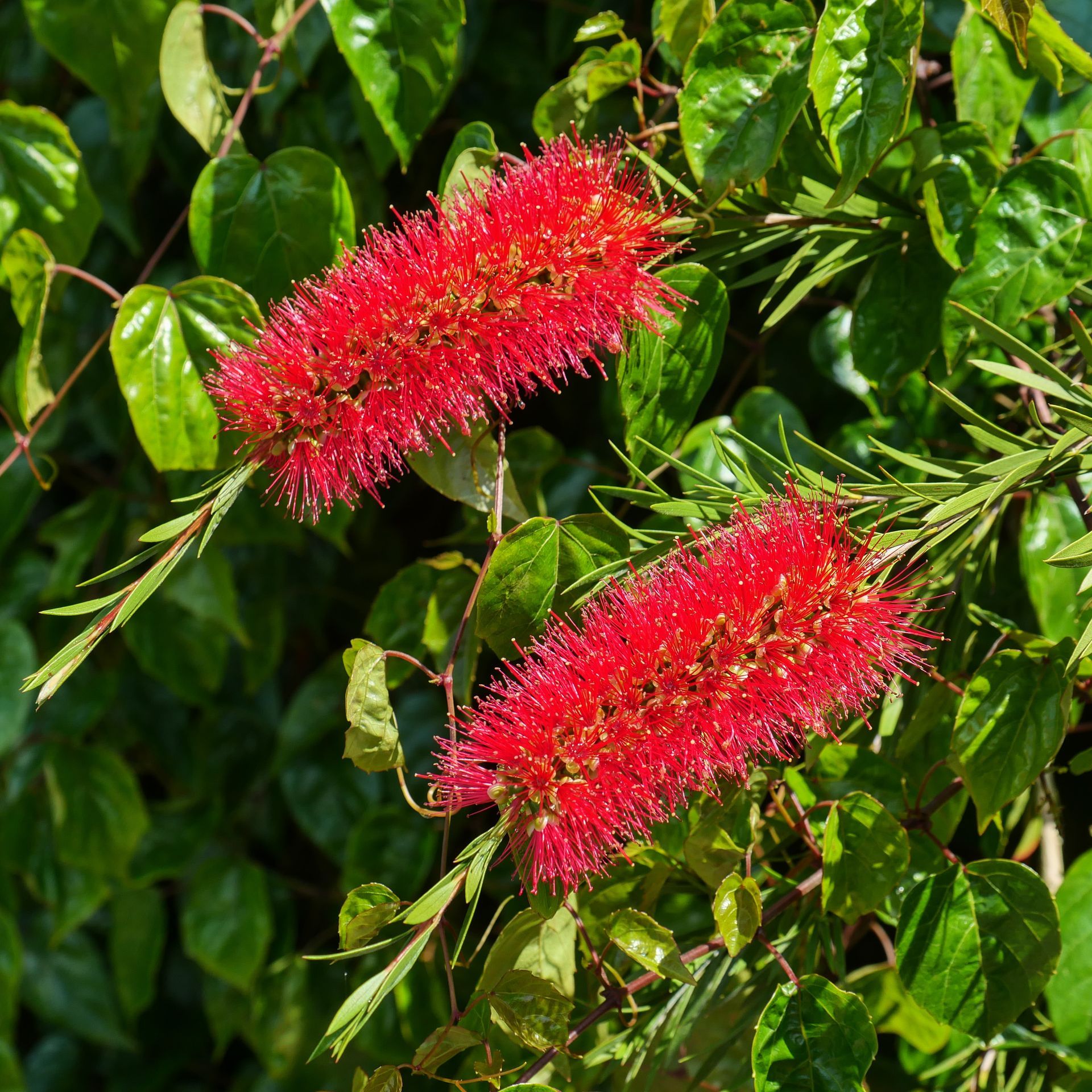 Two red flowers are growing on a bush with green leaves
