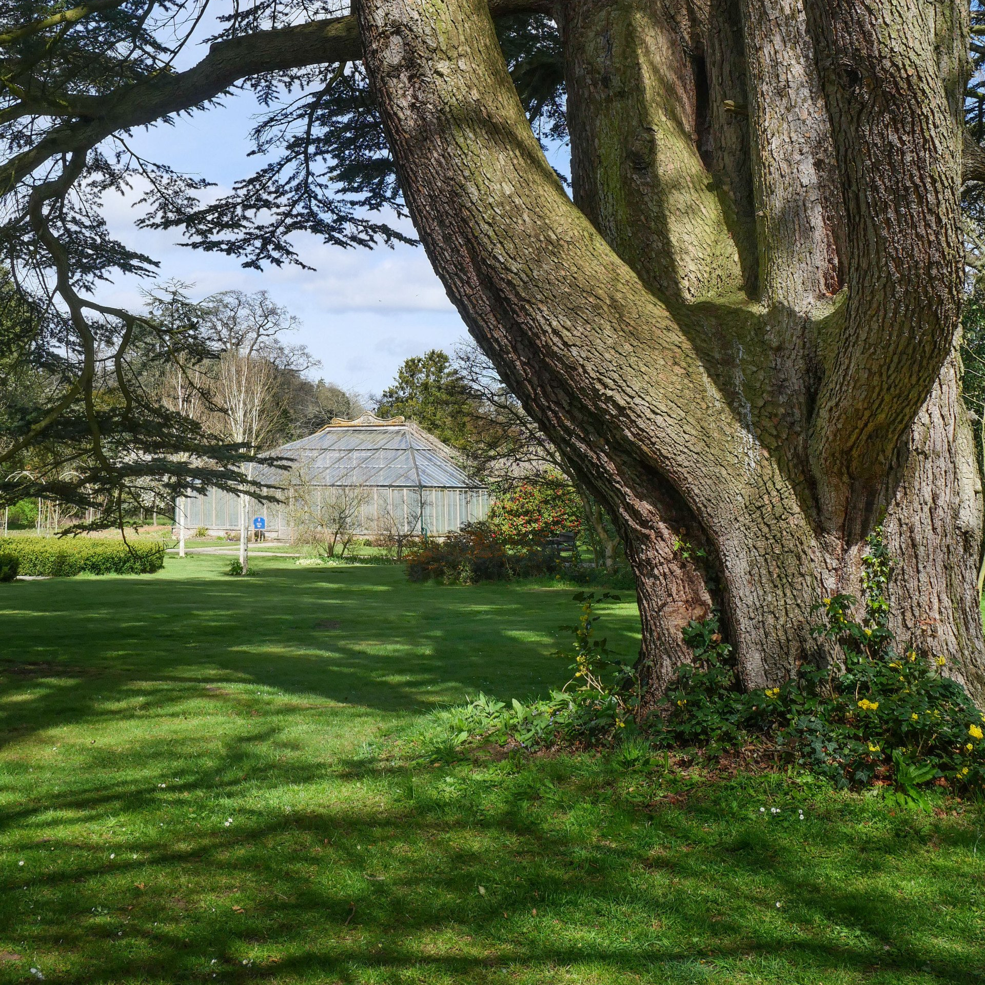 The trunk of one of the towering trees on lawn of the gardens with the Victorian conservatory in the distance