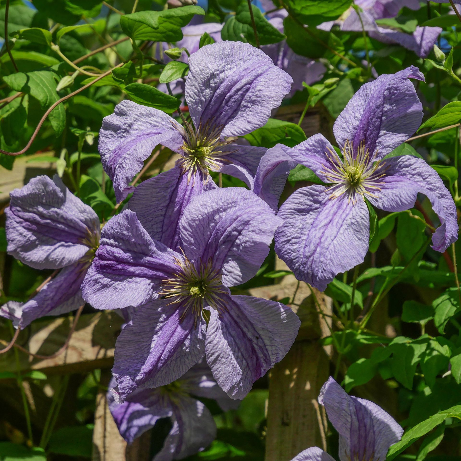 A bunch of purple flowers are growing on a vine