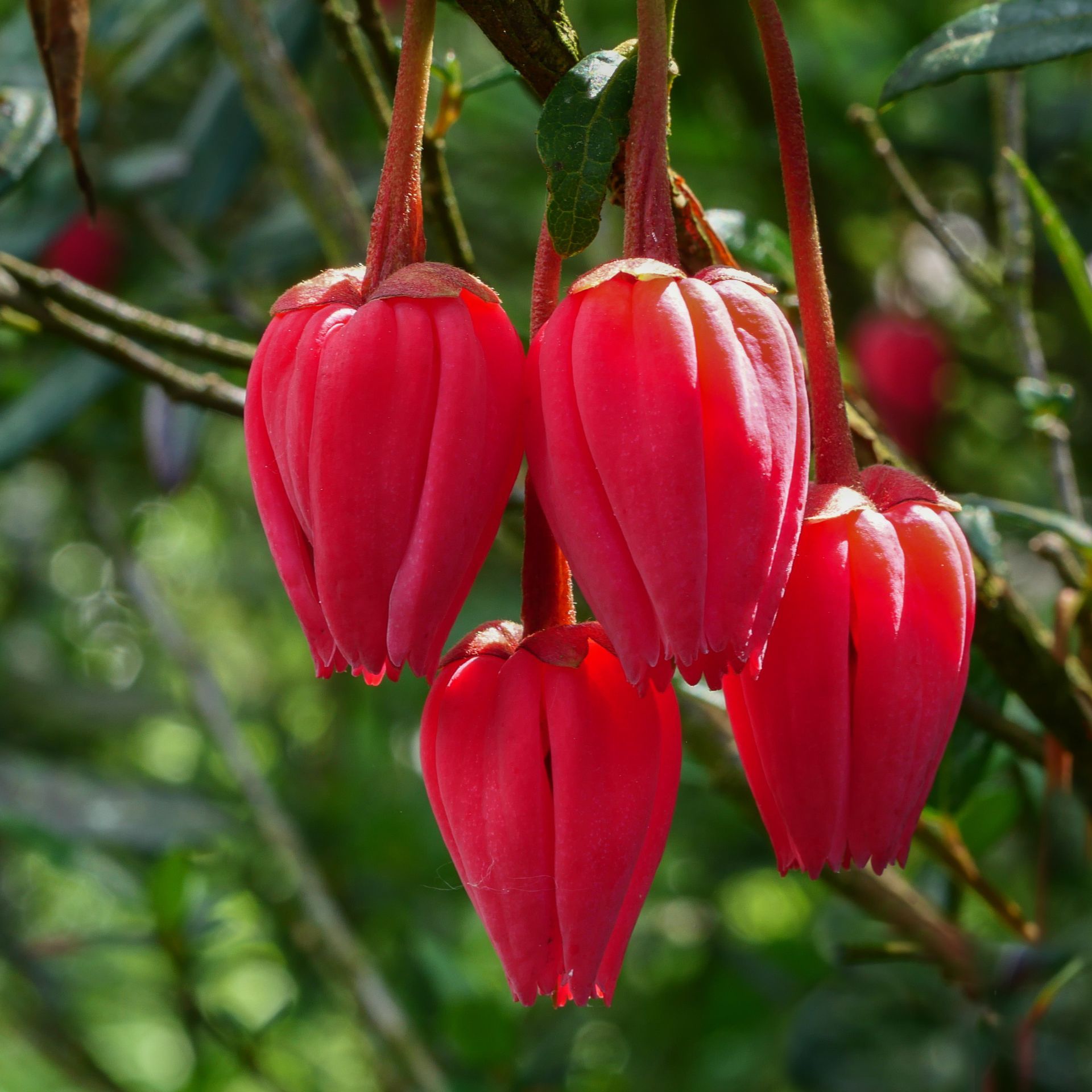 A bunch of red flowers hanging from a tree branch