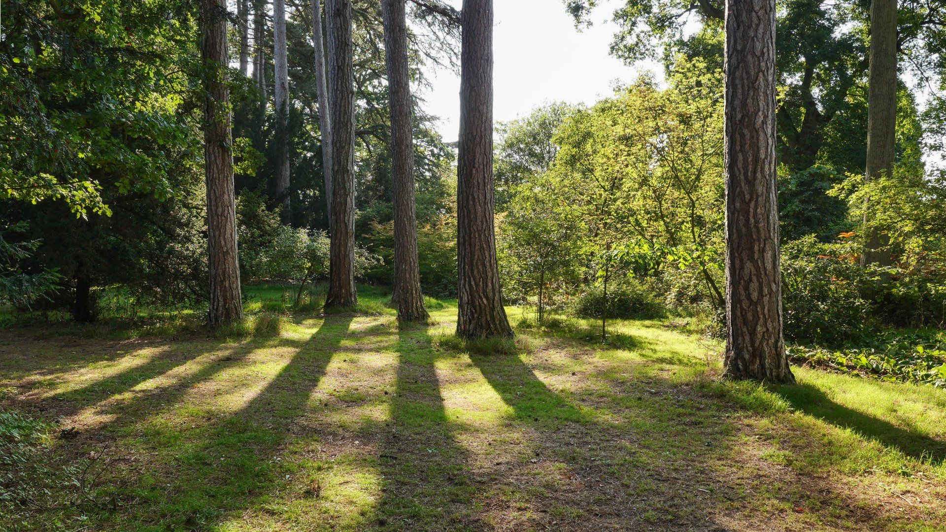 The sun is shining through the trees and casting shadows on the grass.