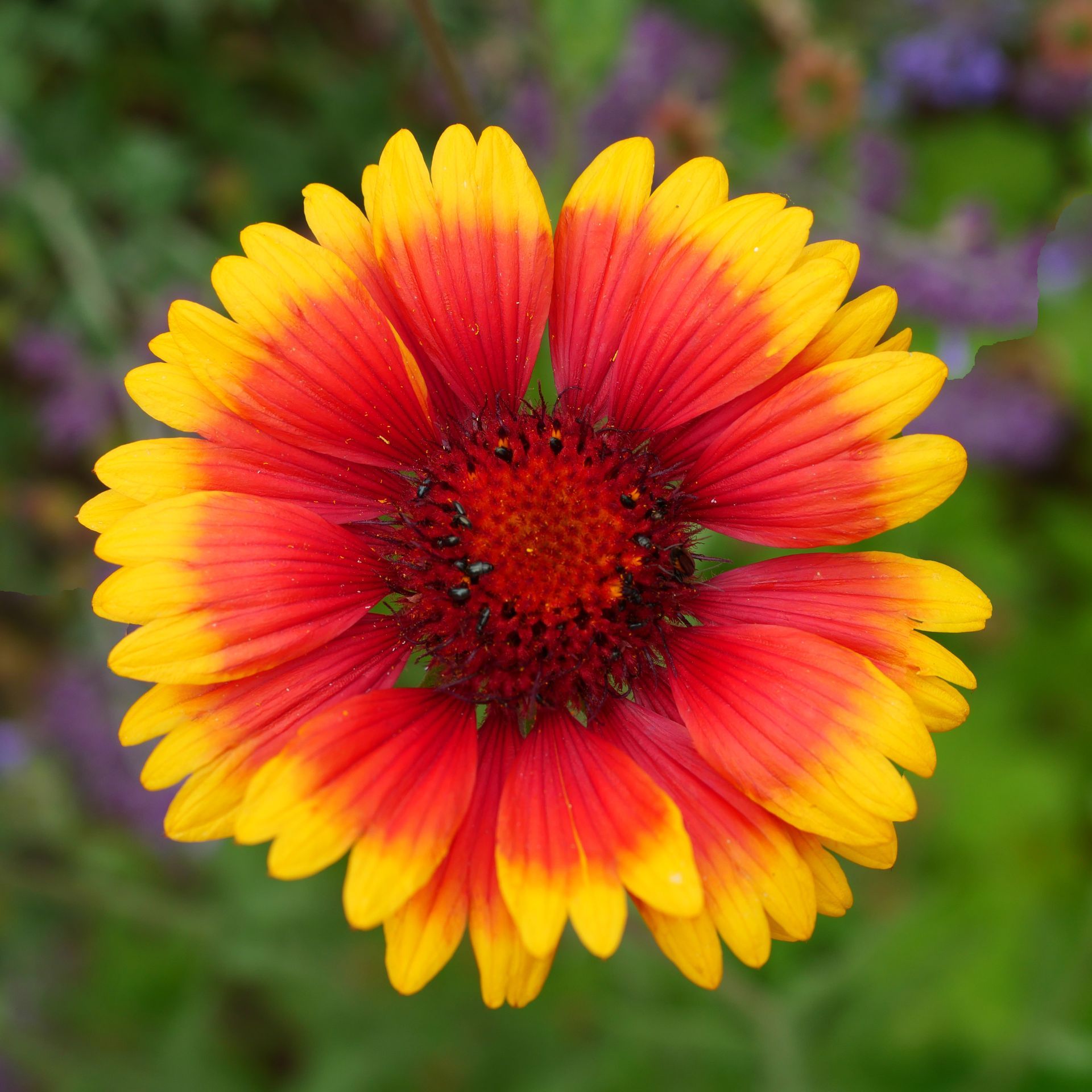 A close up of a red and yellow flower