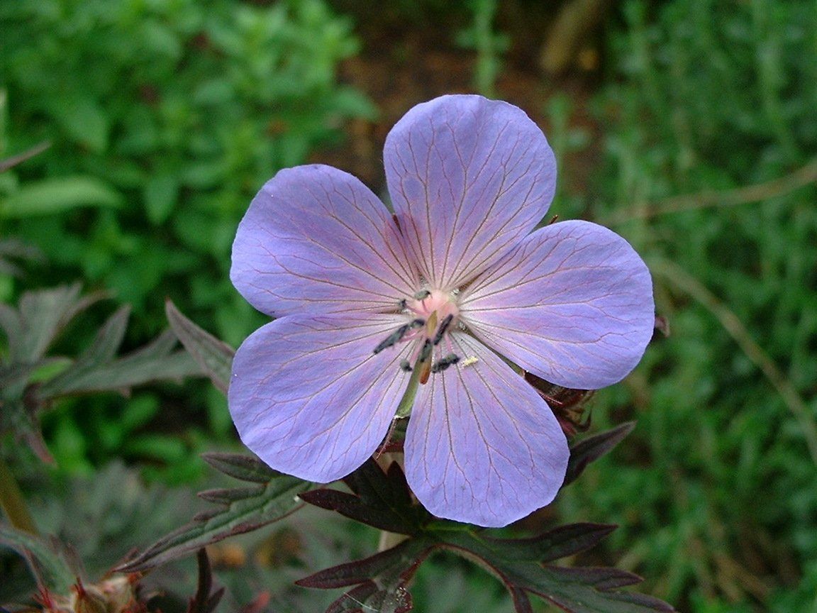 A close up of a purple flower with a green background