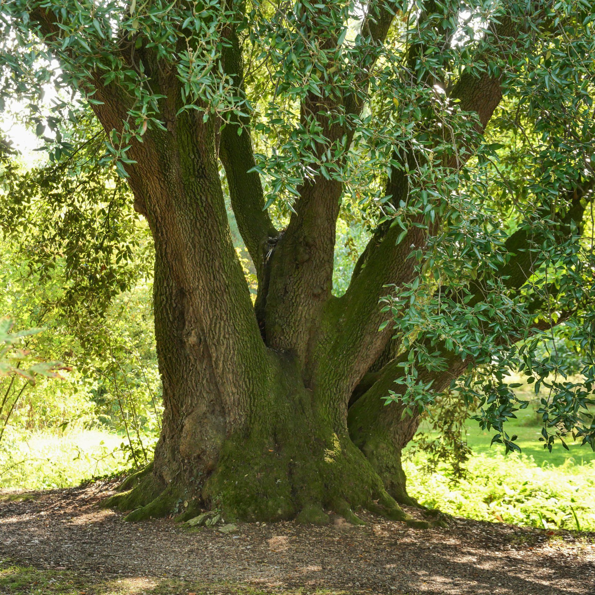 A large tree with lots of branches and leaves
