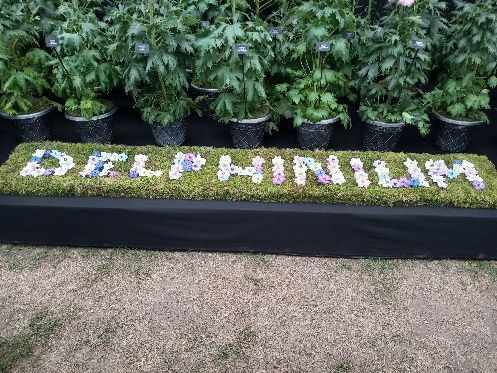 The word delphinium is written in flowers on a bench.