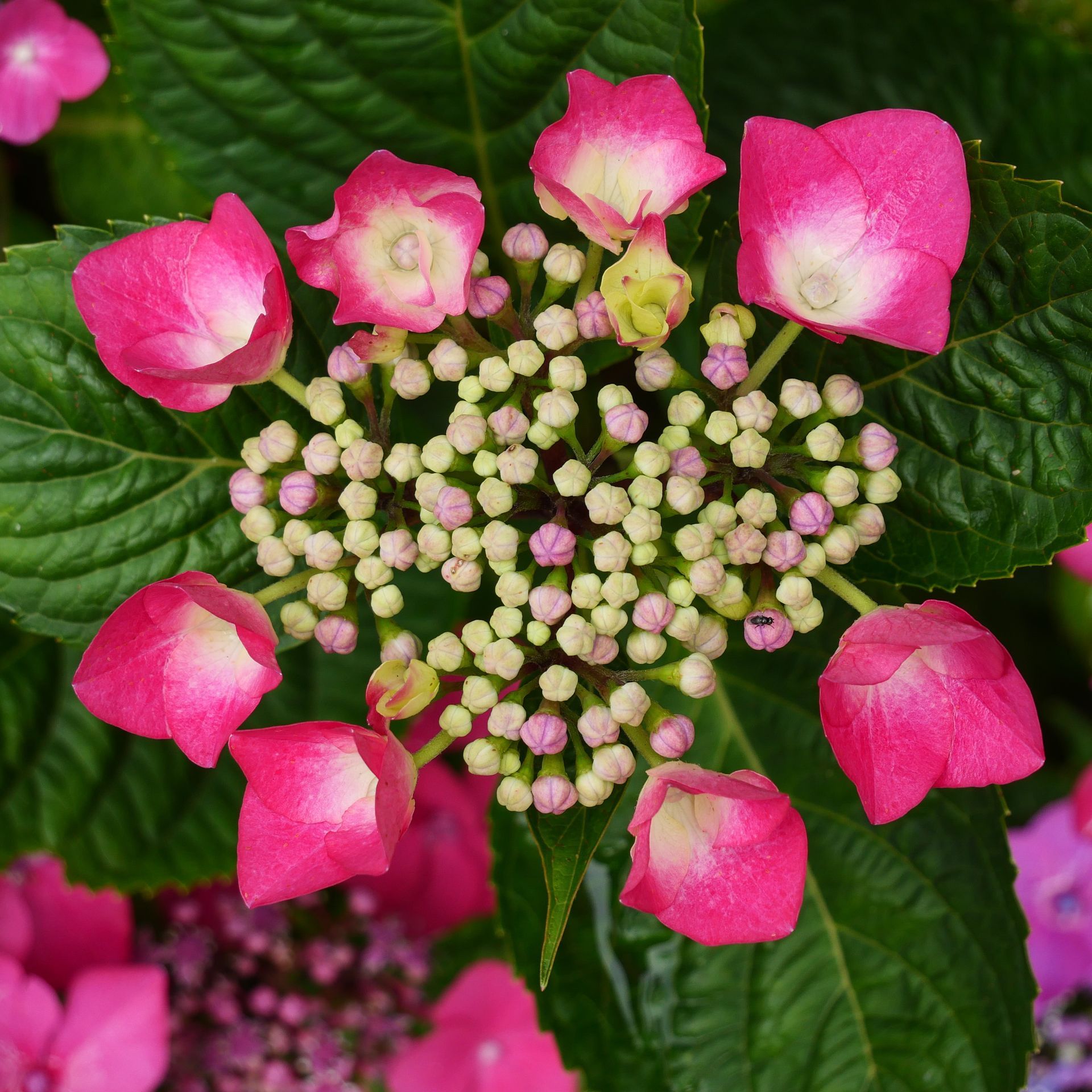 A bunch of pink flowers are surrounded by green leaves