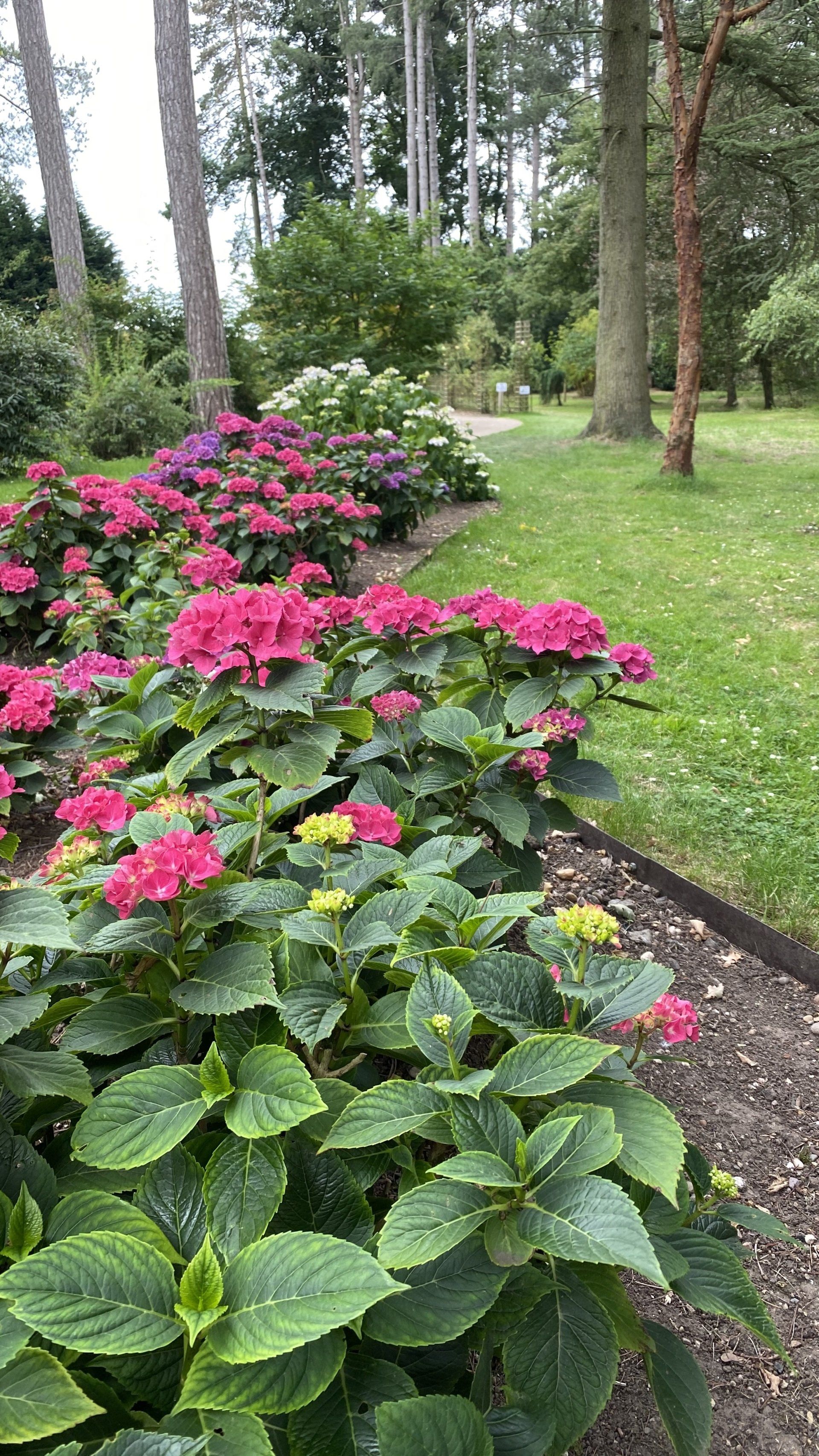 A row of pink flowers in a garden border at Spetchley Park