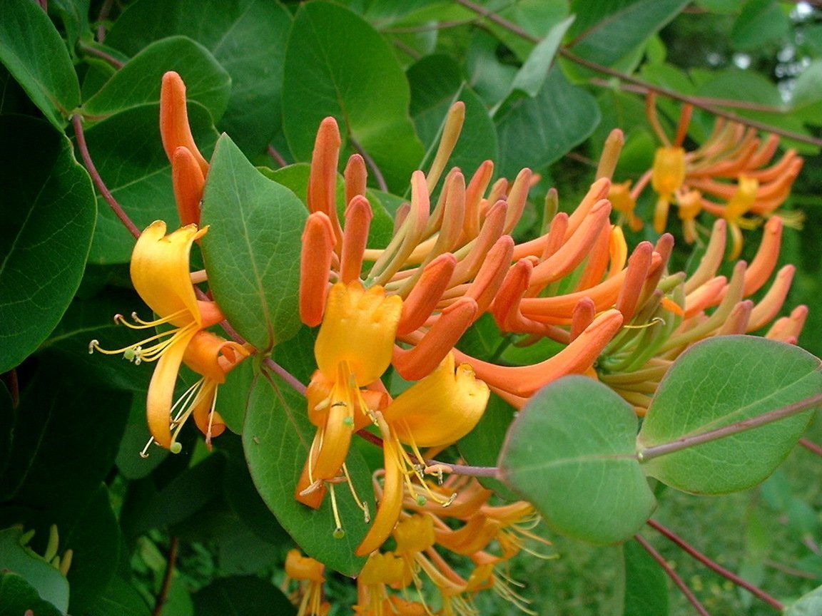 A plant with yellow and orange flowers and green leaves