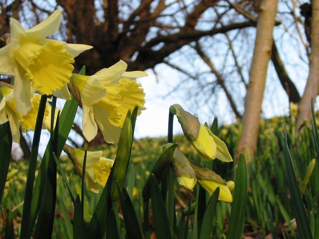 The Spring daffodils in bloom in the garden