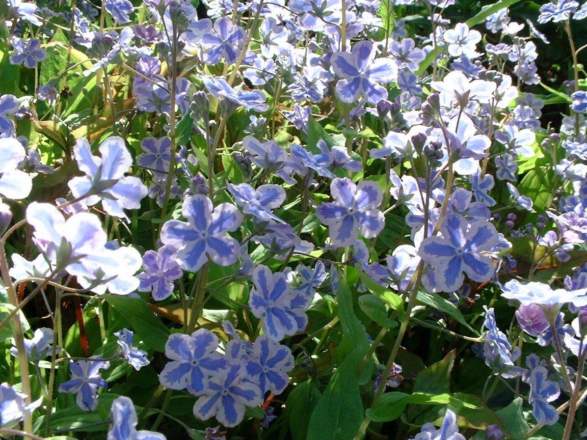 A bunch of purple flowers are growing in the grass